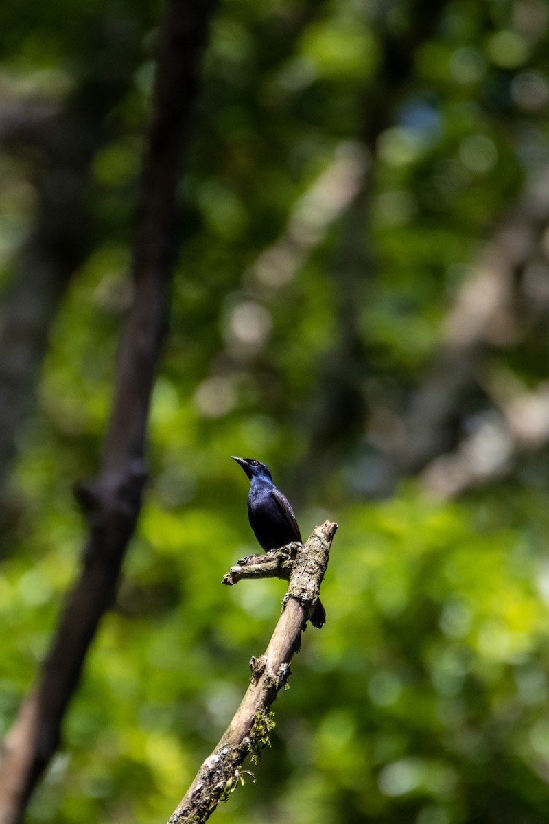 Stuhlmann's Starling - ML571737491