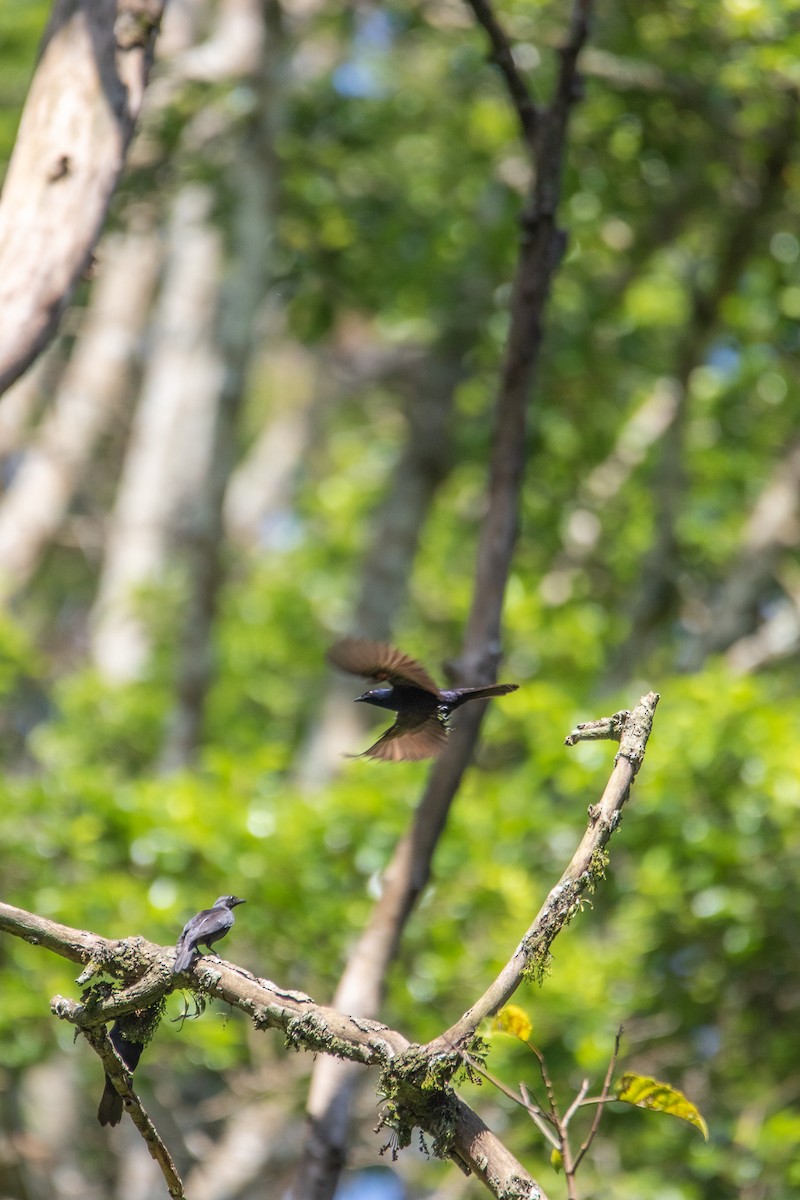 Stuhlmann's Starling - ML571737501