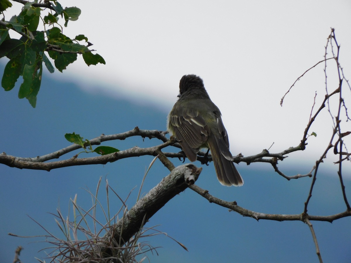 Apical Flycatcher - ML571738321