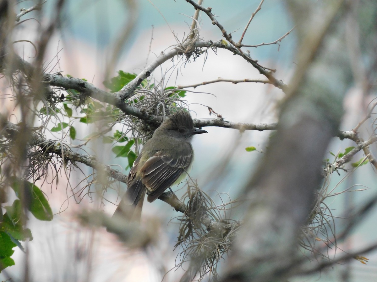 Apical Flycatcher - ML571738361