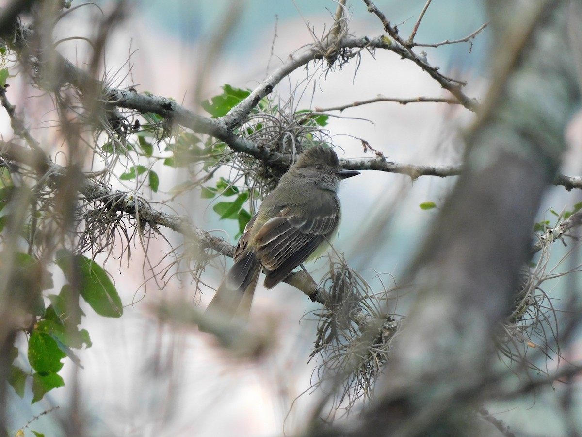 Apical Flycatcher - ML571738381