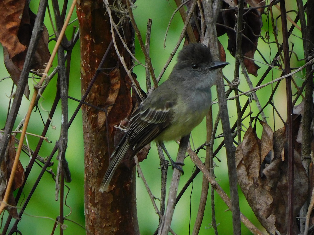 Apical Flycatcher - ML571738401