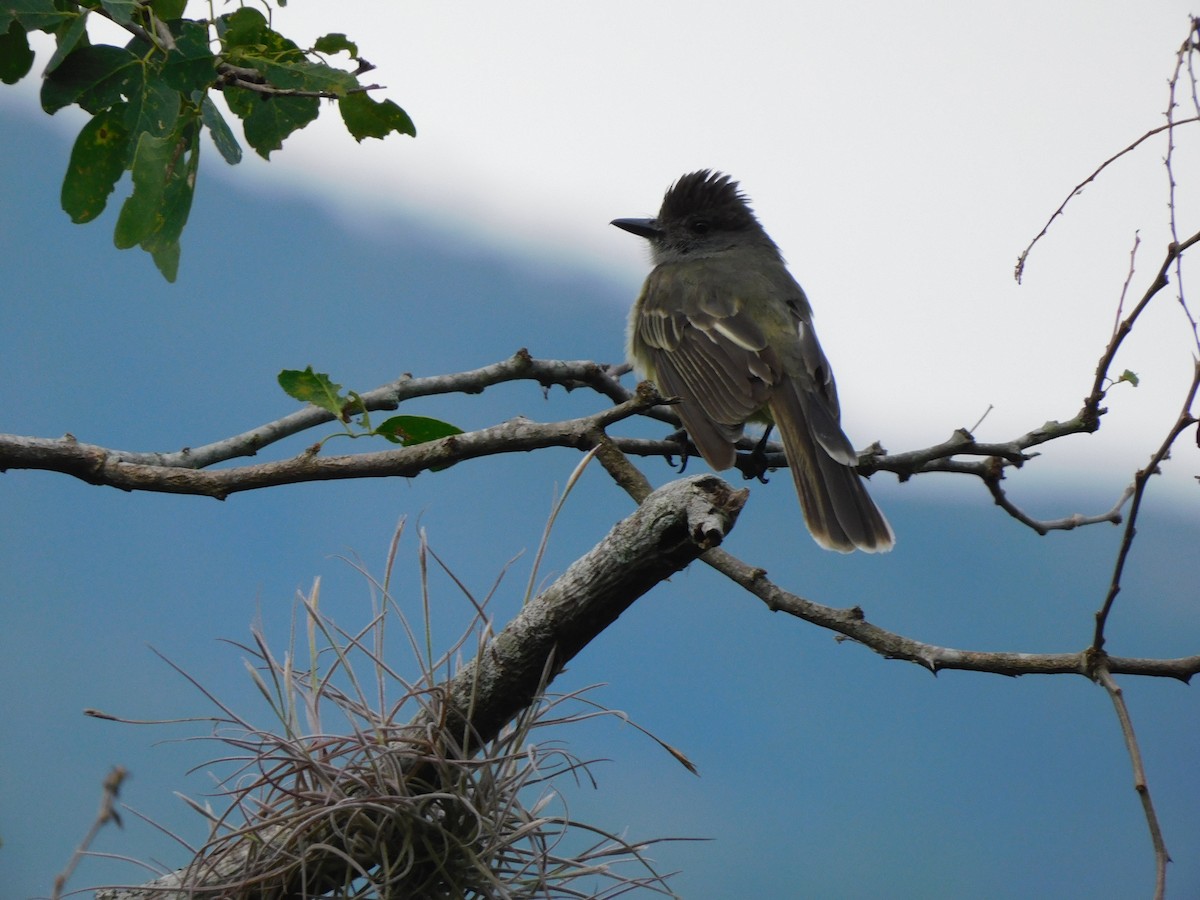 Apical Flycatcher - ML571738421