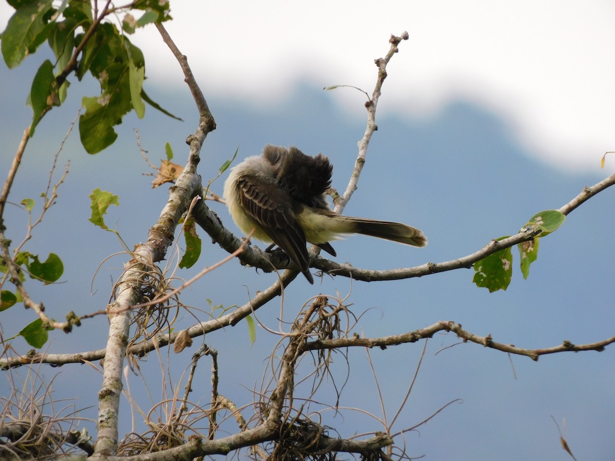 Apical Flycatcher - ML571738431