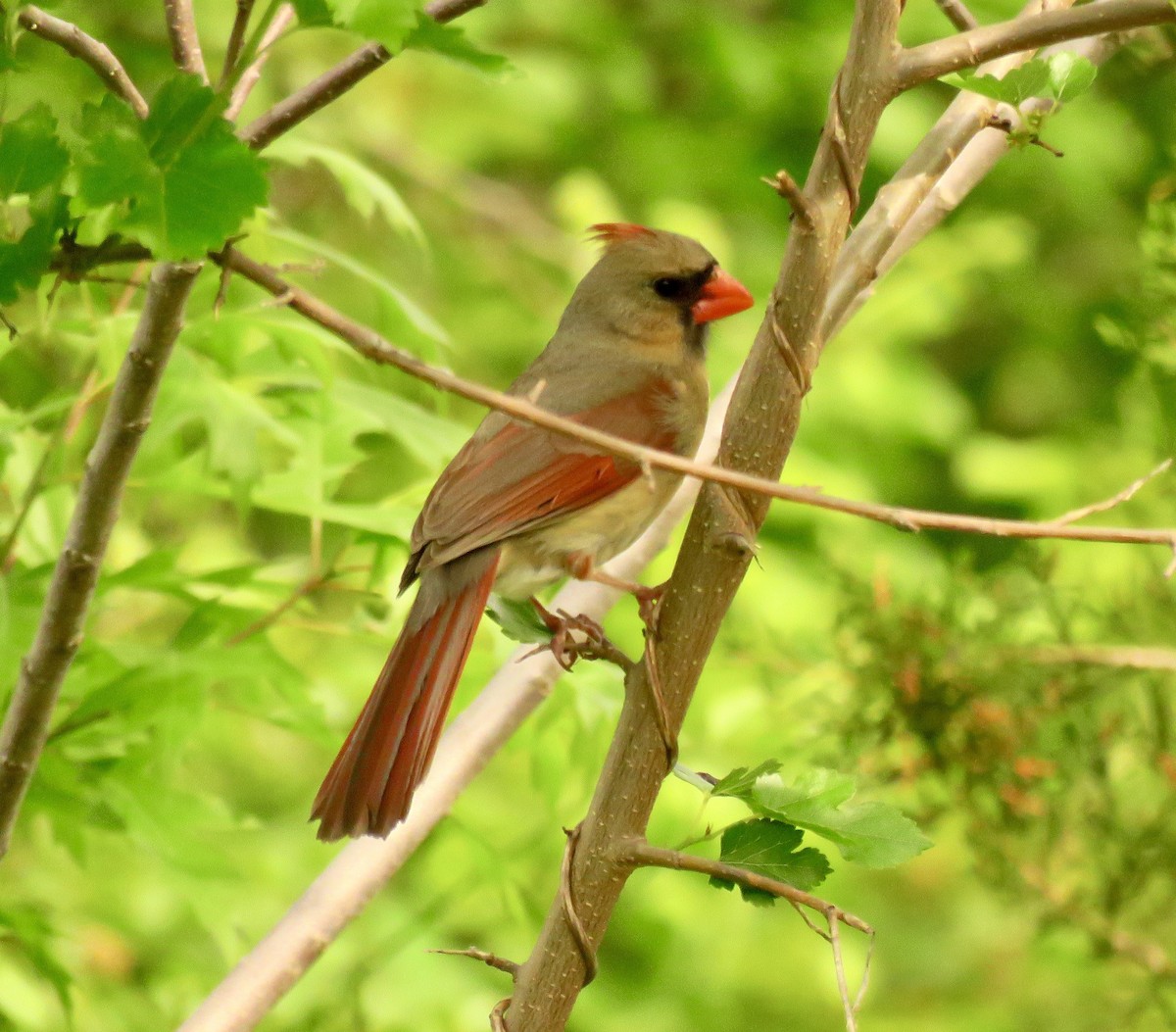 Cardinal rouge - ML571738651