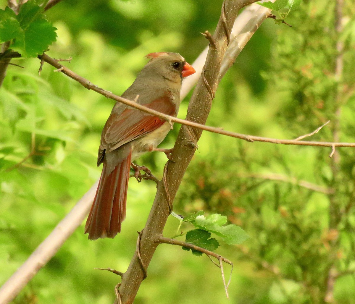 Cardinal rouge - ML571738751