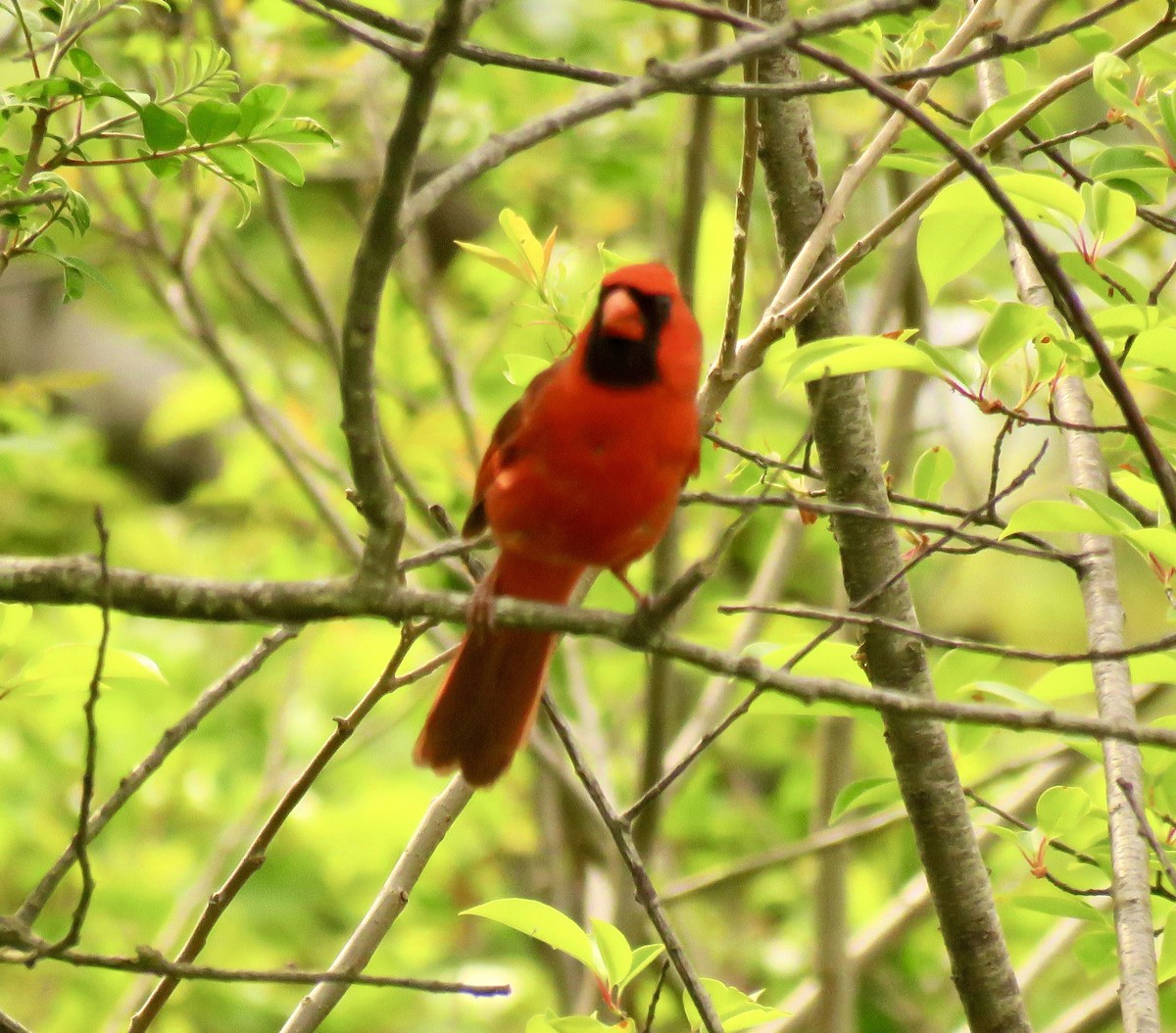 Cardinal rouge - ML571738761