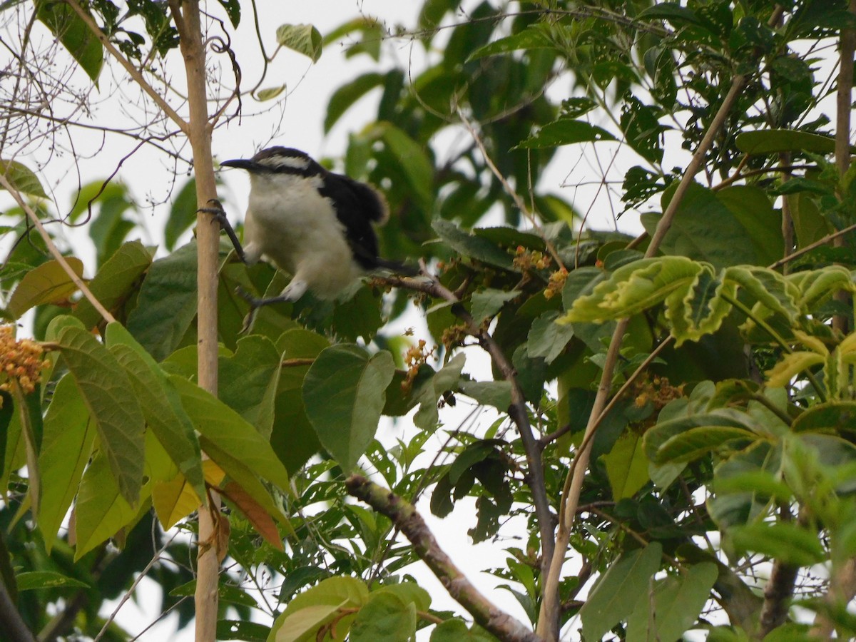 Bicolored Wren - ML571738851