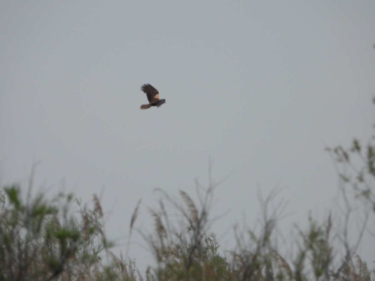 Western Marsh Harrier - ML571740261