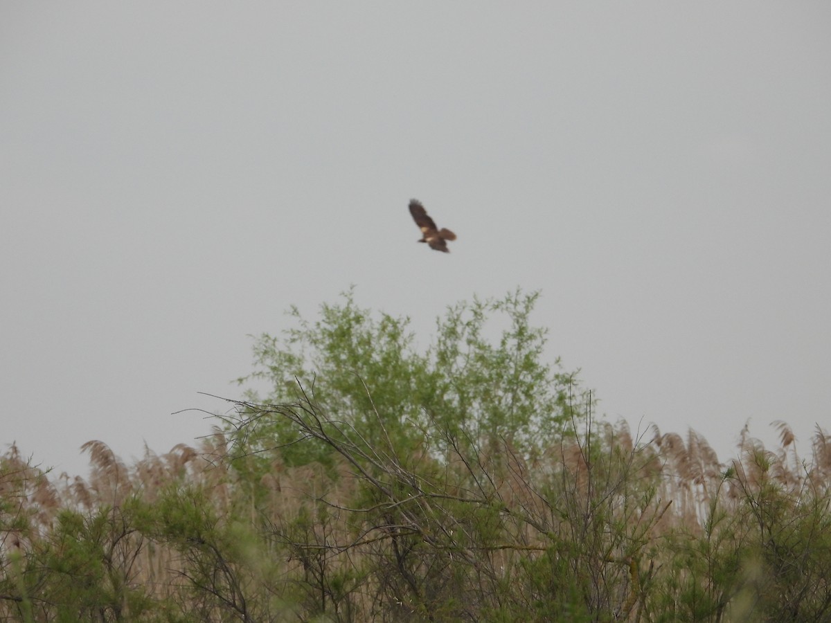 Western Marsh Harrier - ML571740271