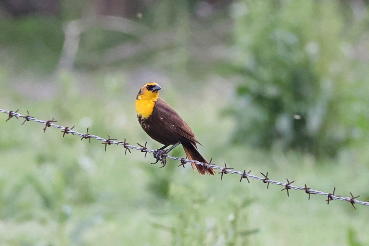 Yellow-headed Blackbird - Rita Flohr