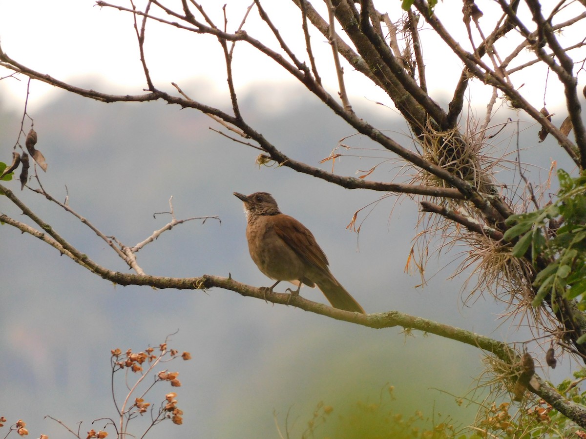 Pale-breasted Thrush - ML571740691