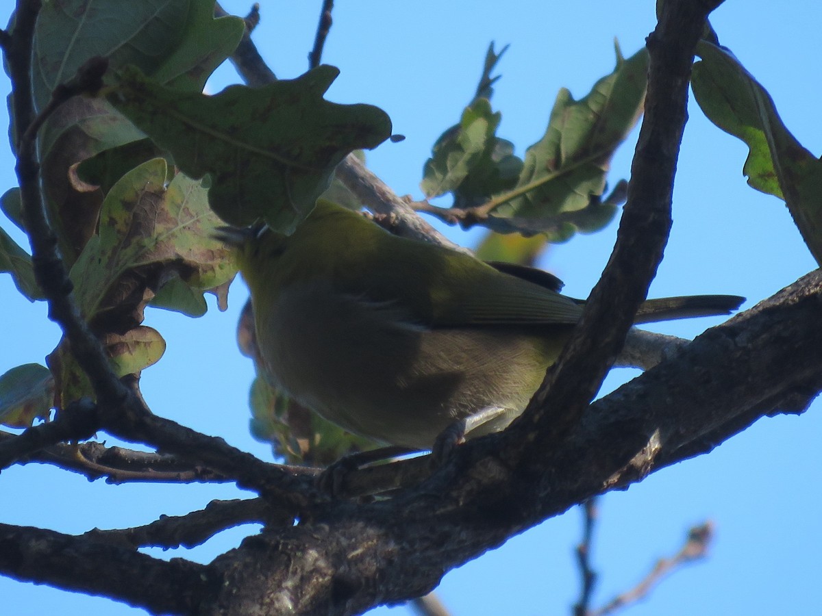 Cape White-eye (Cape) - ML571740701