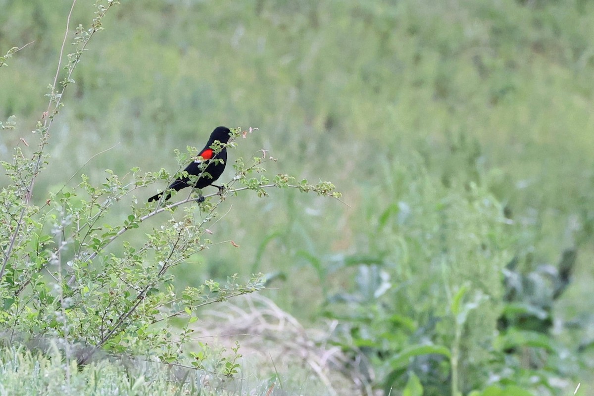 Red-winged Blackbird - ML571740721