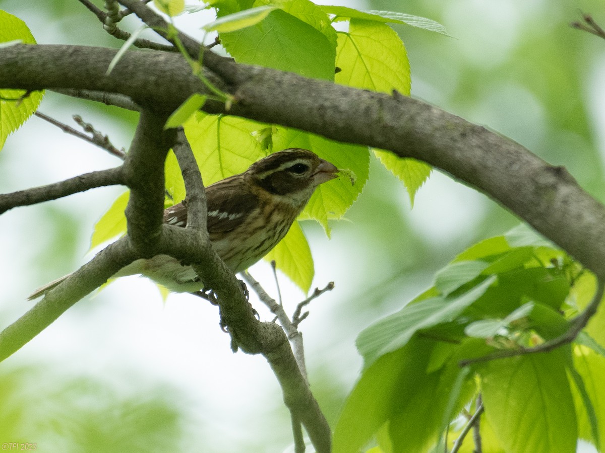Rose-breasted Grosbeak - ML571740841