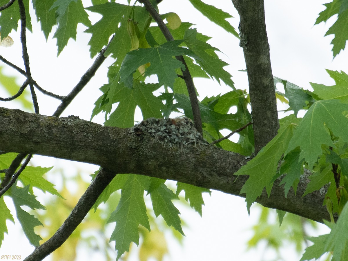 Blue-gray Gnatcatcher - ML571740971