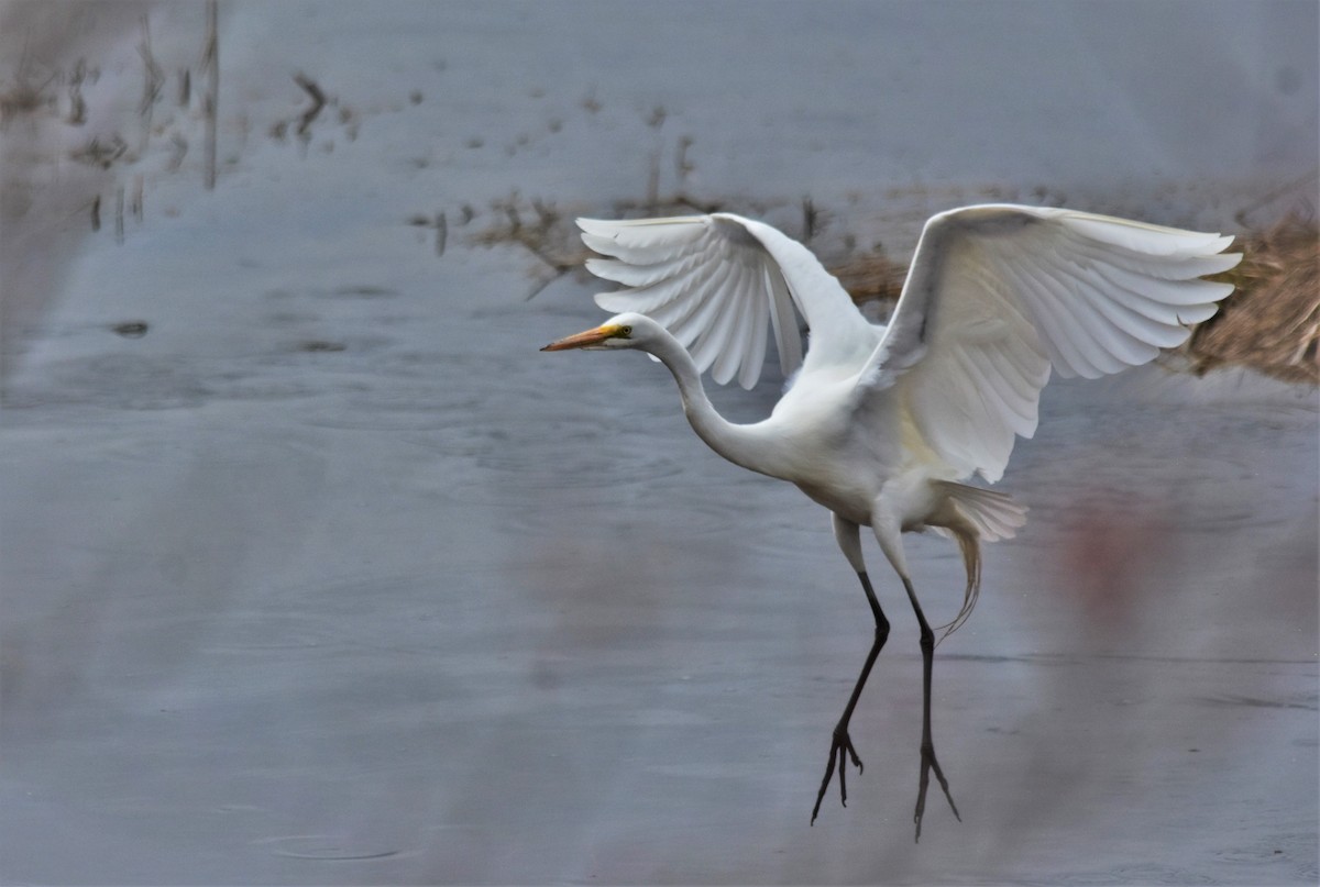 Great Egret - Robert Lange