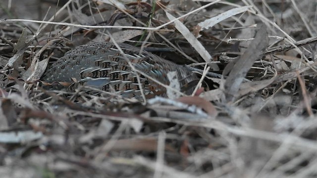 Painted Buttonquail - ML571741281