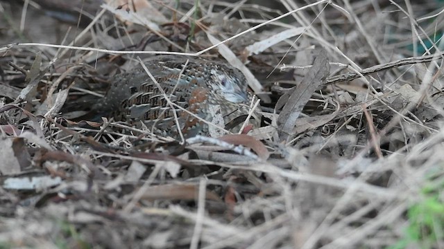 Painted Buttonquail - ML571741361