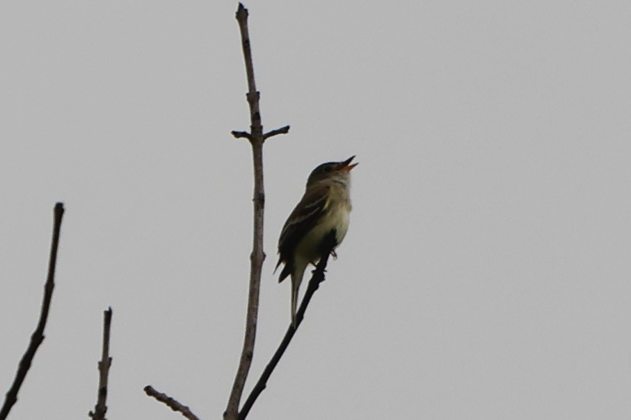 Willow Flycatcher - ML571743481