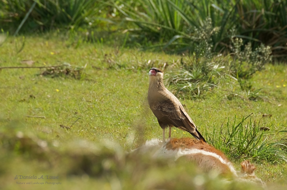 Crested Caracara - ML571743811