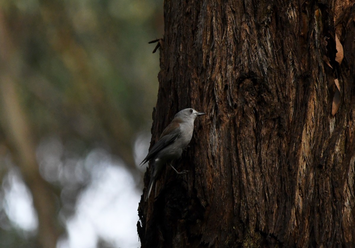 Gray Shrikethrush - ML571743981