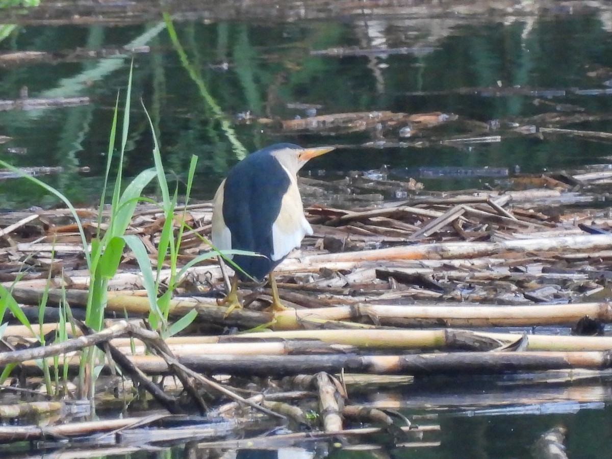 Бичил одой бух - ML571744901