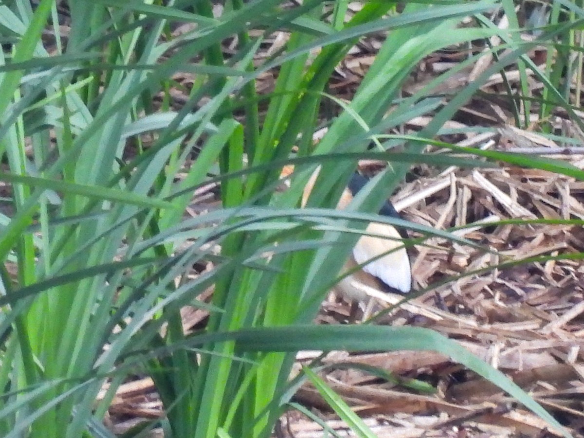 Amiltxori txiki eurasiarra - ML571744911