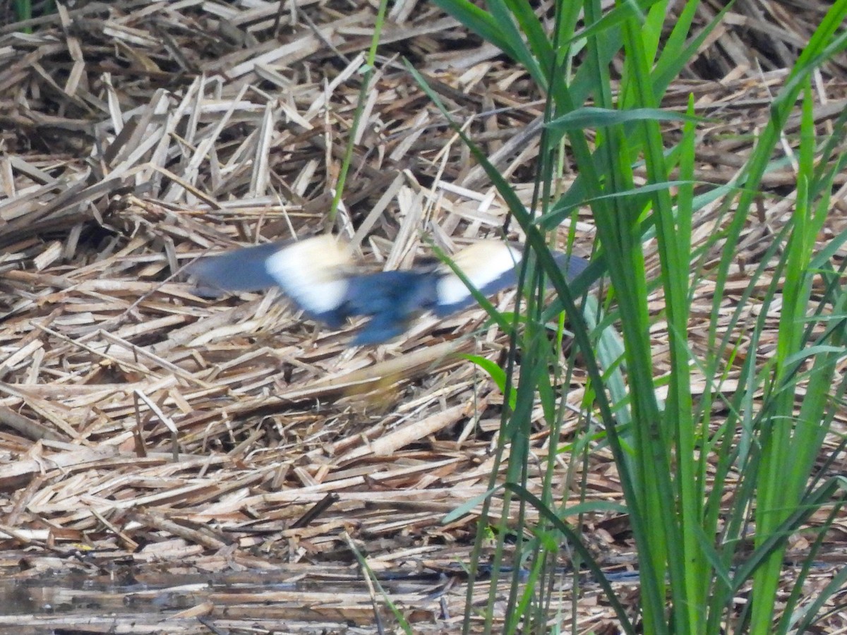 Amiltxori txiki eurasiarra - ML571744931