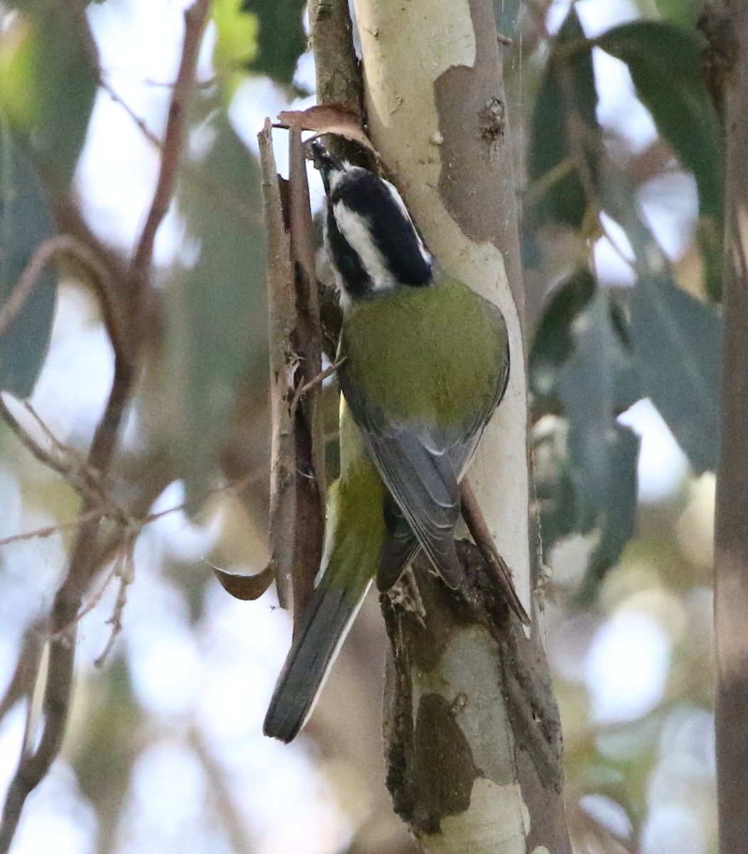 Eastern Shrike-tit - ML571748081