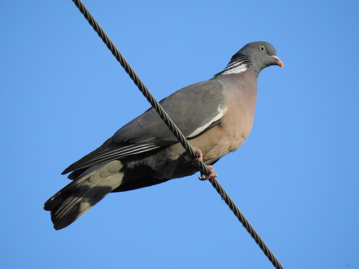 Common Wood-Pigeon - ML571748701
