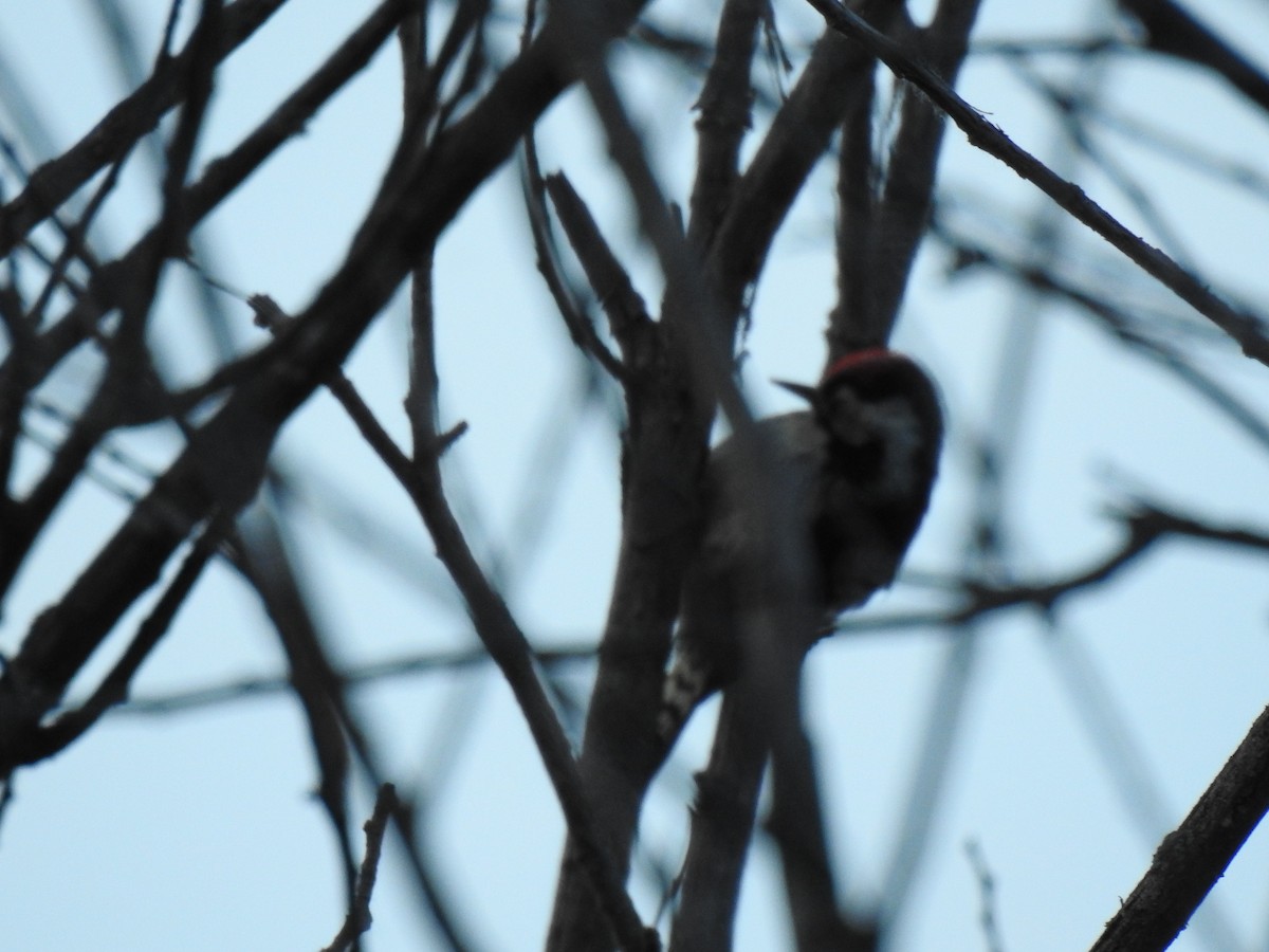 Lesser Spotted Woodpecker - ML571749081