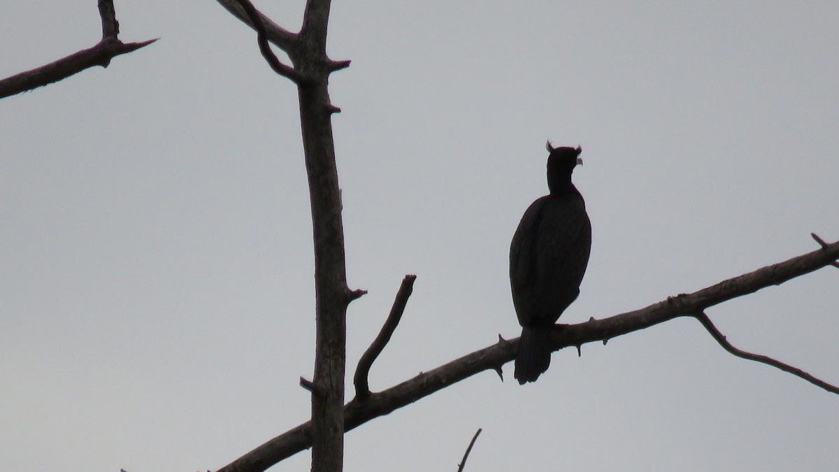 Double-crested Cormorant - Edward McKen