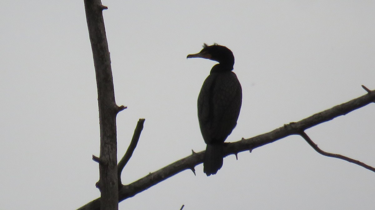 Double-crested Cormorant - Edward McKen