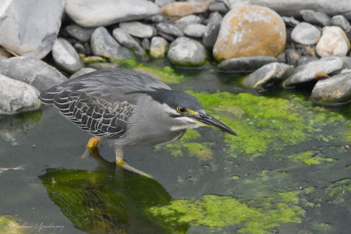 Striated Heron - ML571750381