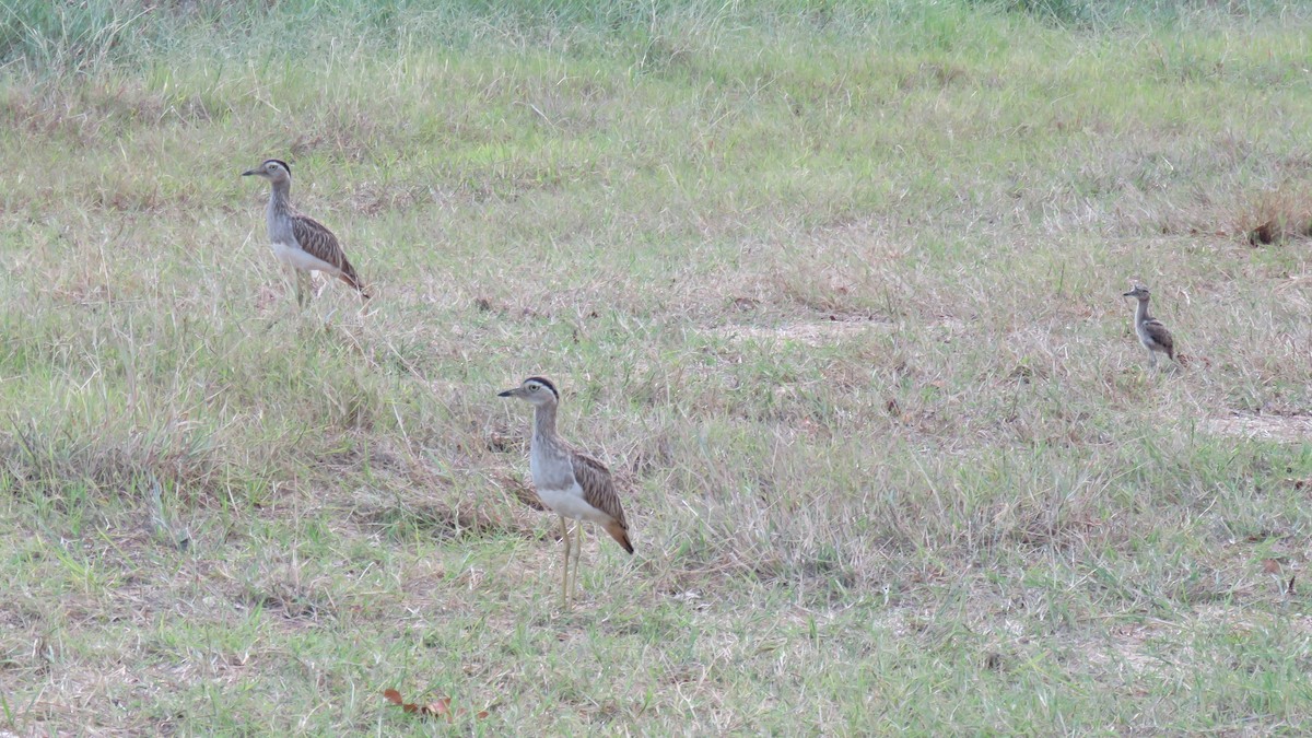 Double-striped Thick-knee - ML571750511