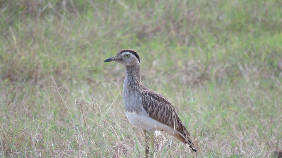 Double-striped Thick-knee - ML571750581