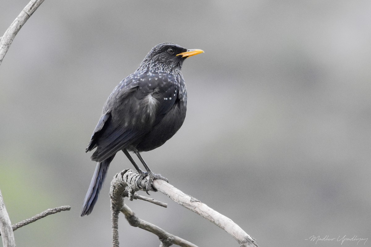 Blue Whistling-Thrush - Madhur Upadhyay