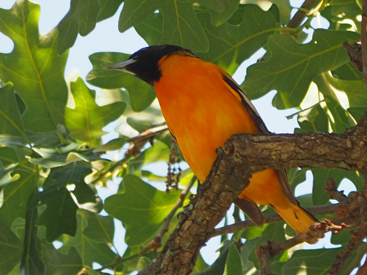 Baltimore Oriole - ML571751611