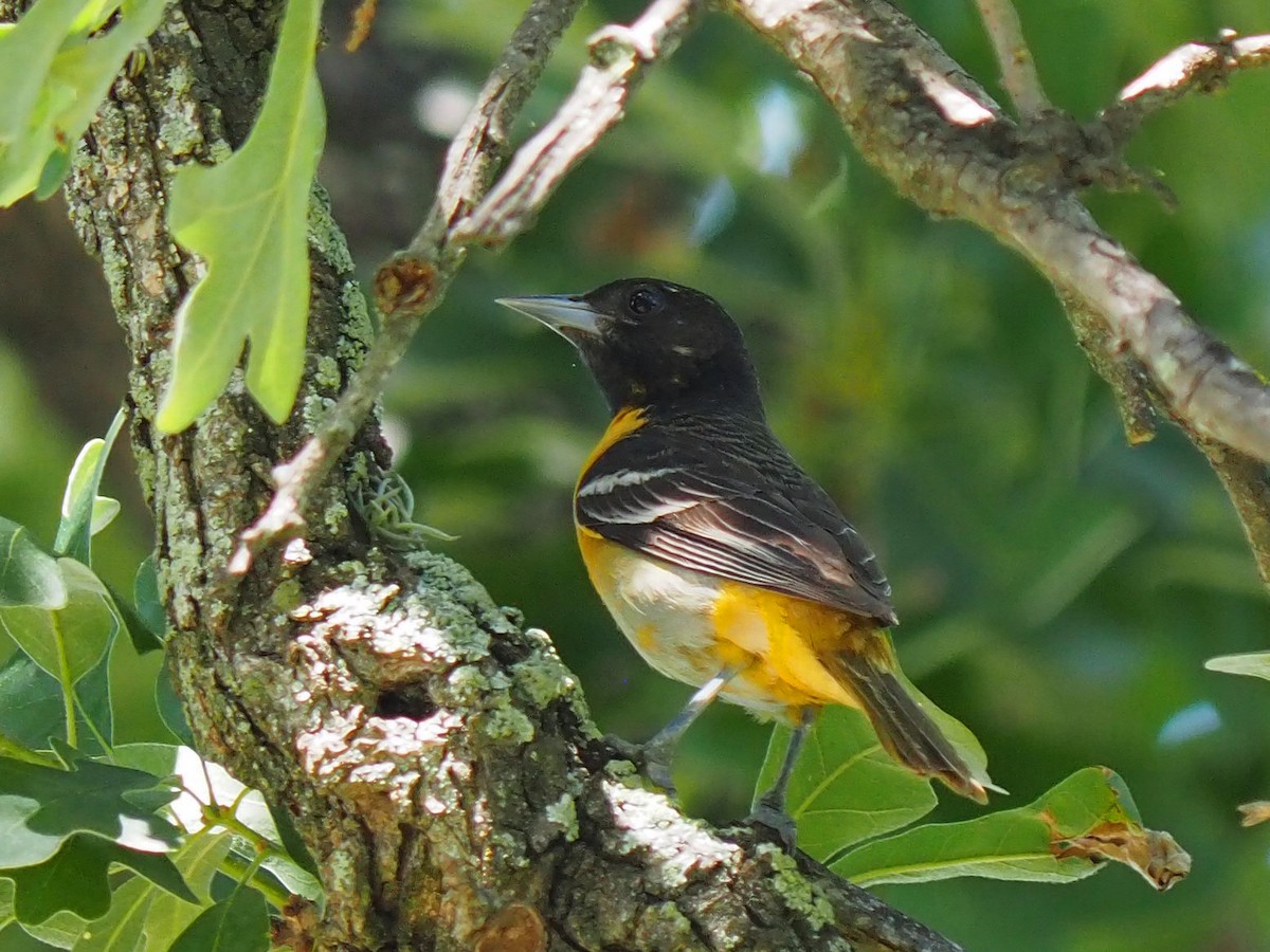 Baltimore Oriole - ML571751621