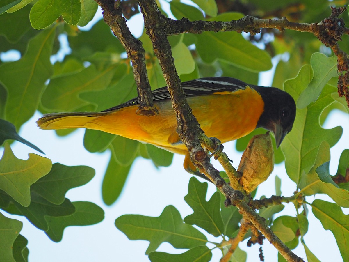 Baltimore Oriole - ML571751631