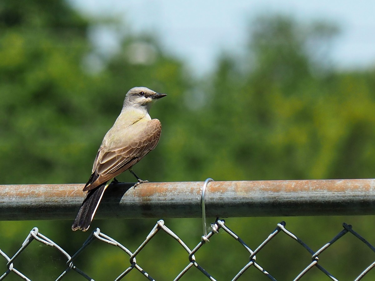 Western Kingbird - ML571751861