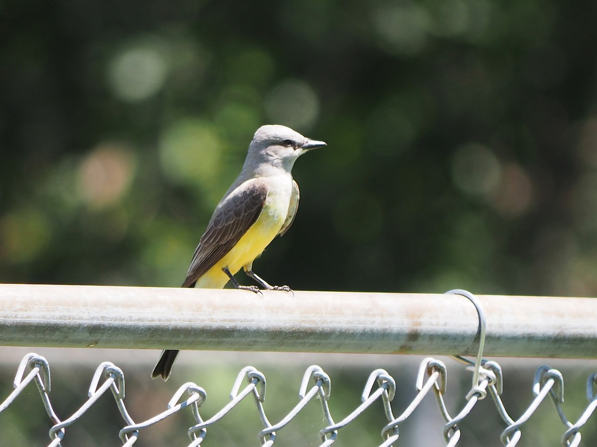 Western Kingbird - ML571751871
