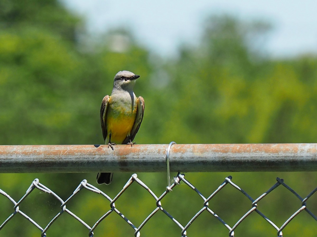 Western Kingbird - ML571751881