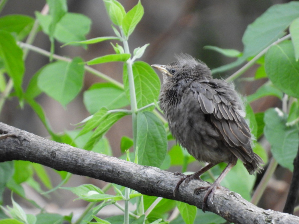 European Starling - ML571751941