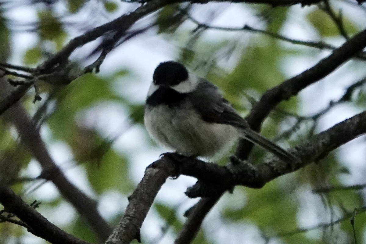 Black-capped Chickadee - ML571751981