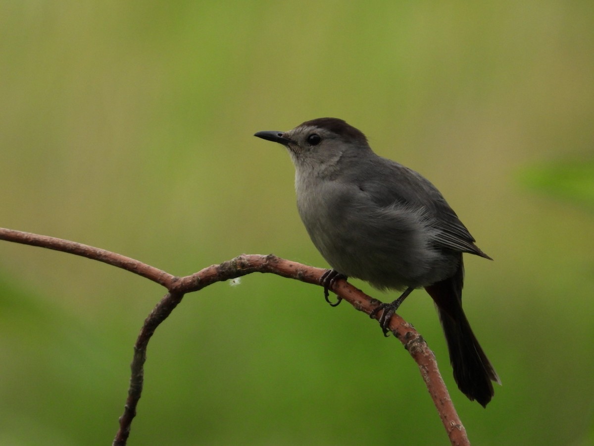 Gray Catbird - ML571751991