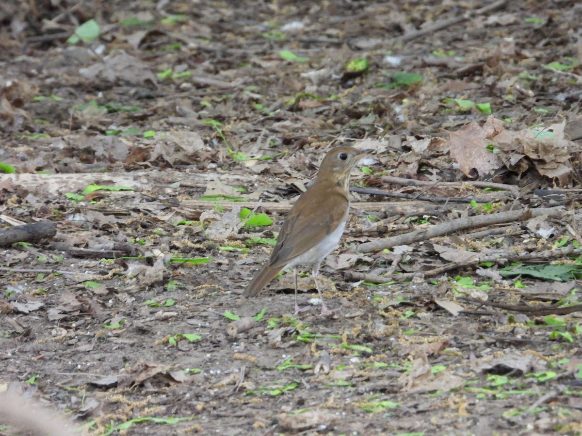 Veery - ML571752001
