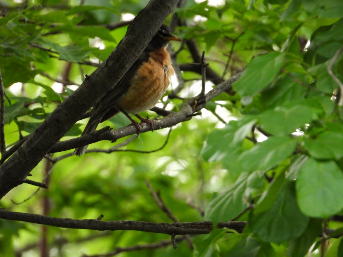 American Robin - ML571752041