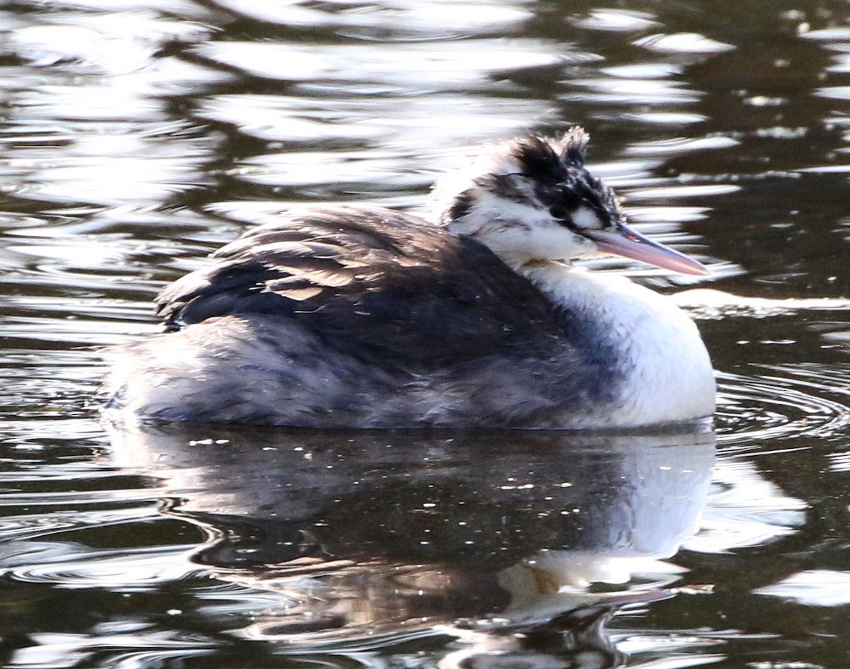 Great Crested Grebe - ML571752051